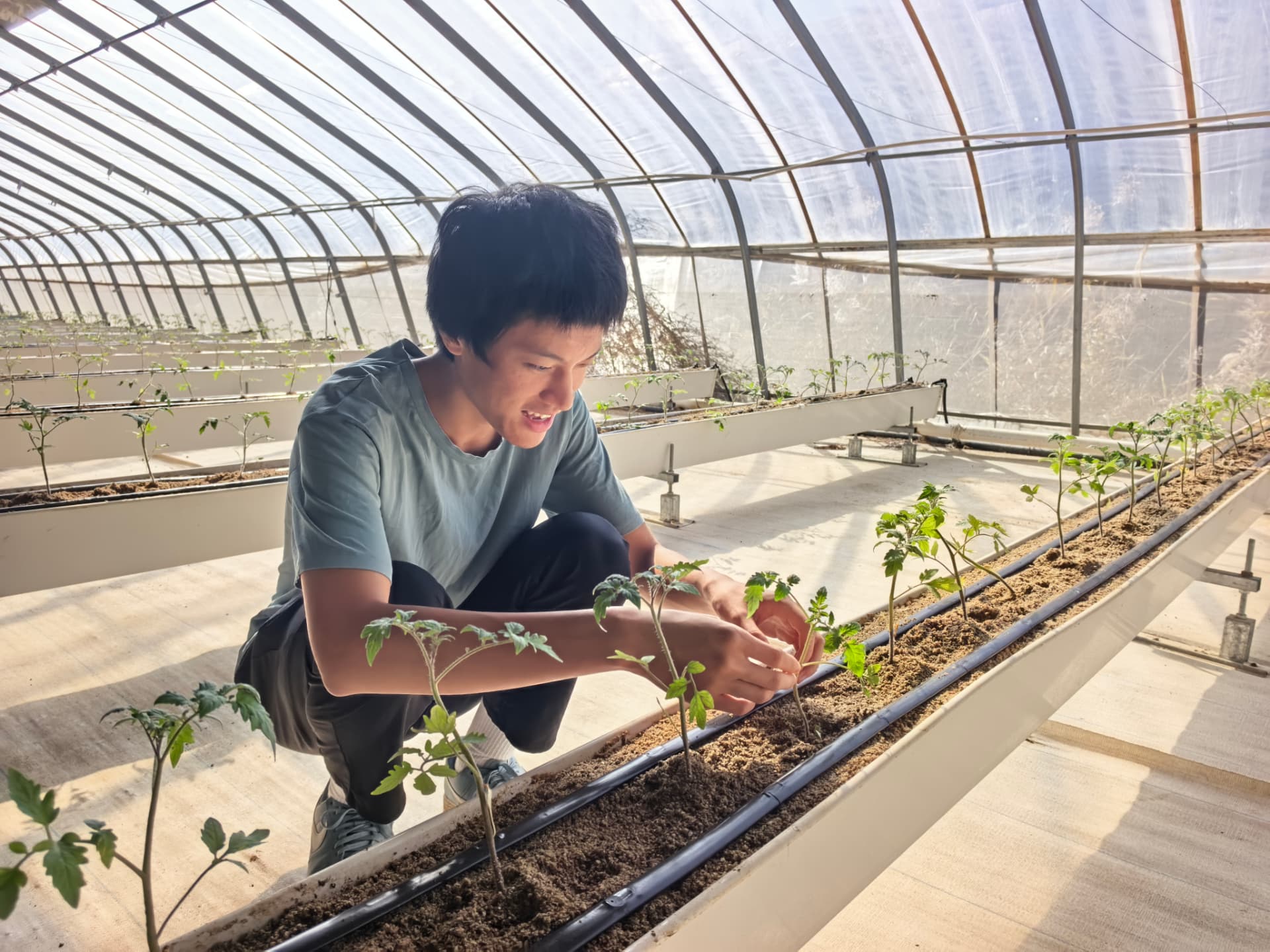 Daniel planting tomato seedlings in greenhouse growing beds