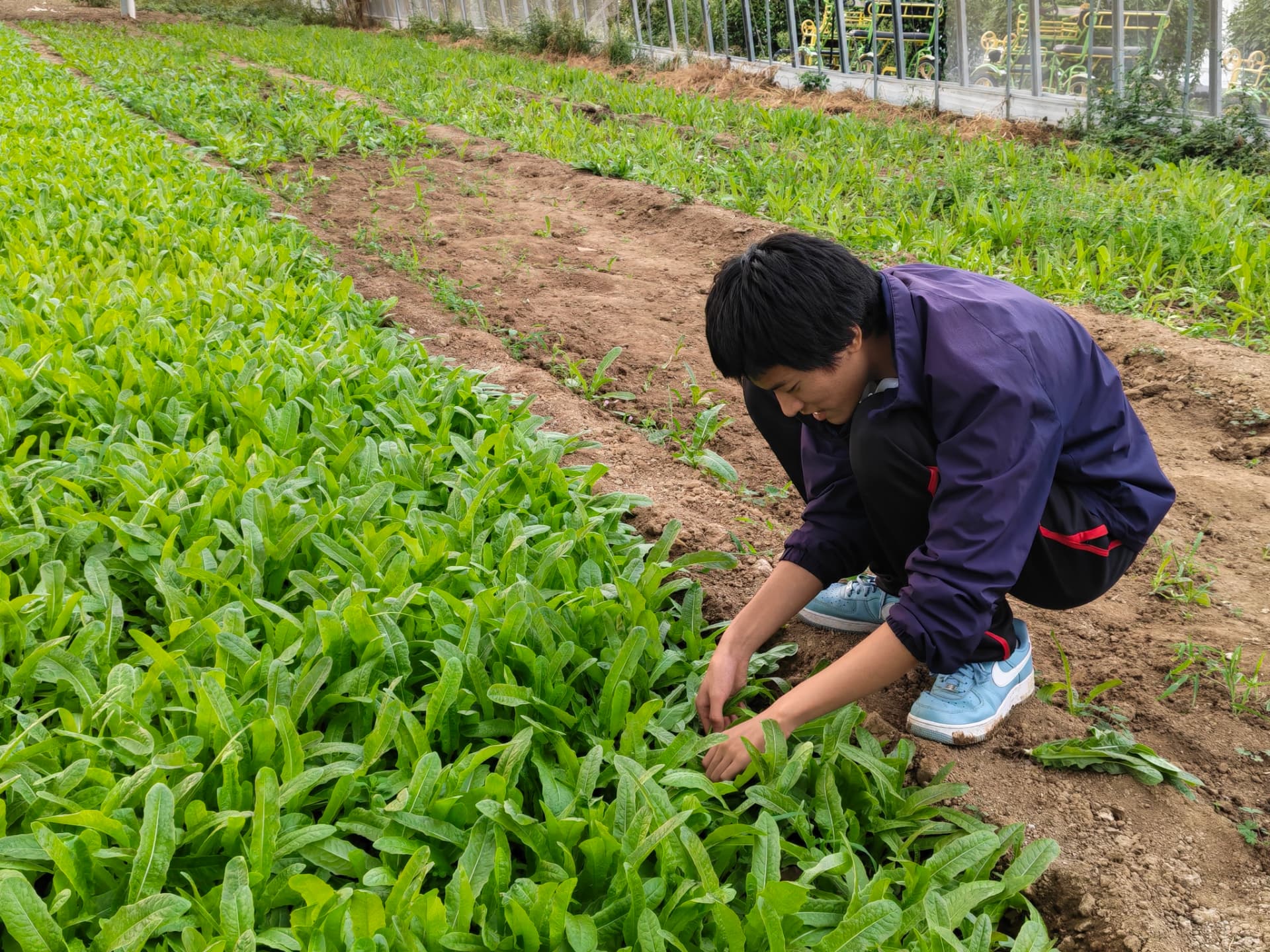 Daniel photographing agrochemical product labels in a farm-supply store