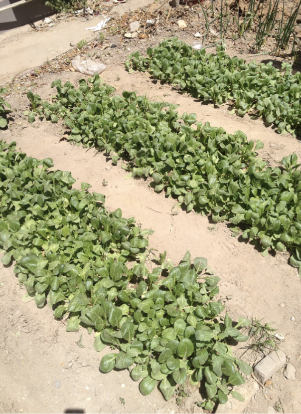 Greens growing in the improved lot