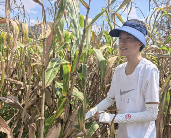 Daniel surveying a cornfield