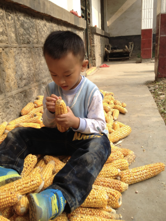 Young Daniel checking harvested corn