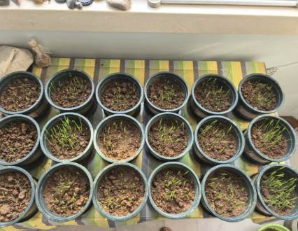 Sprouting-stage pots in the soil zinc–cadmium experiment