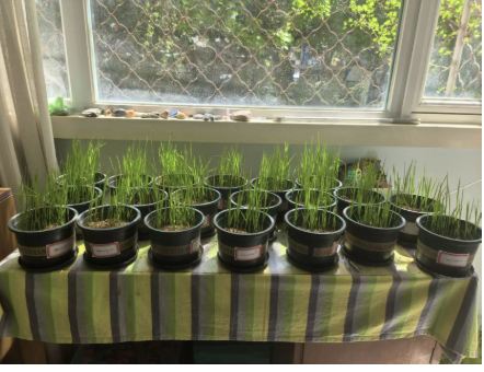 Crop experiment pots lined up by a window