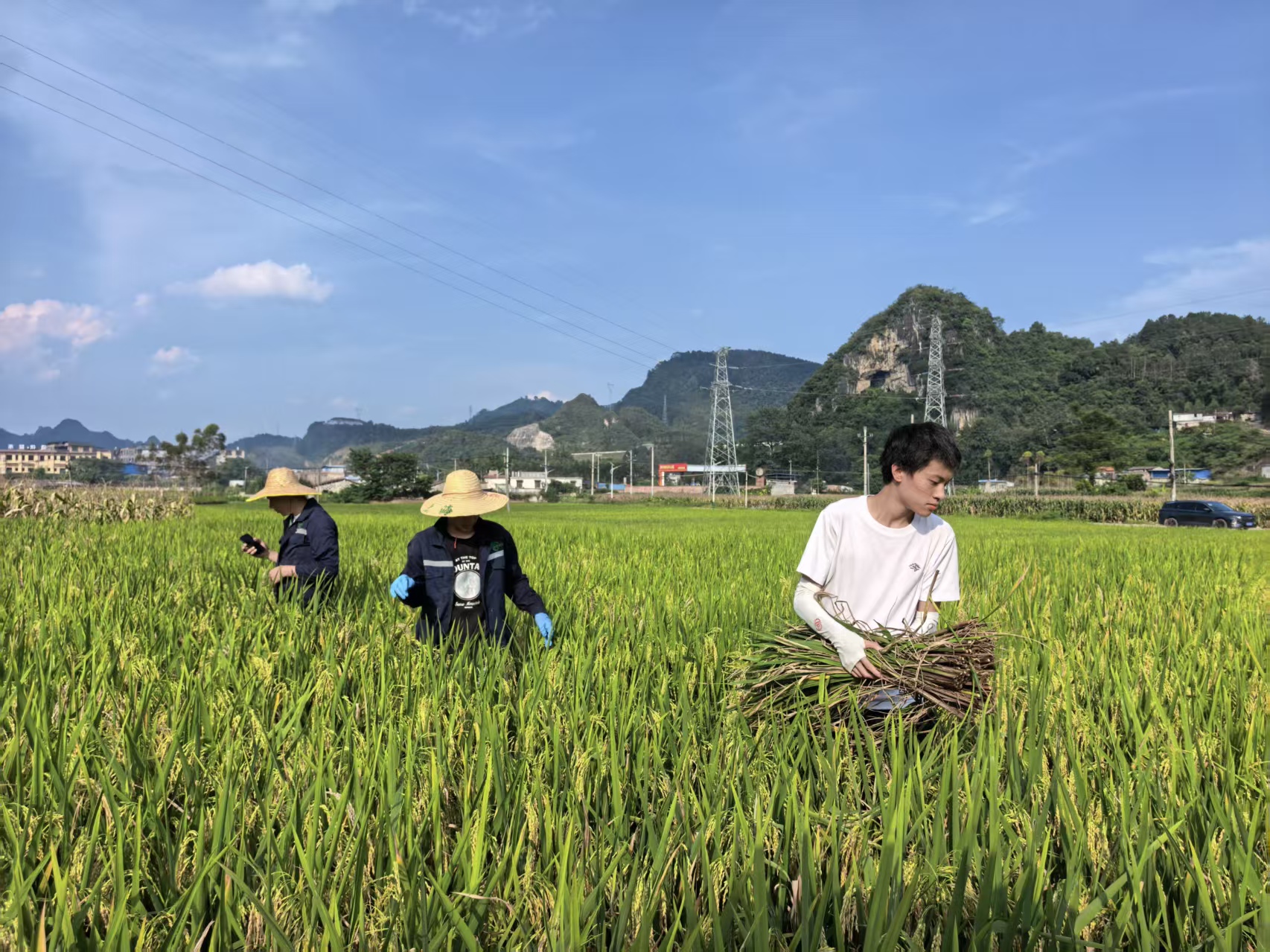 Daniel collecting rice samples with local staff