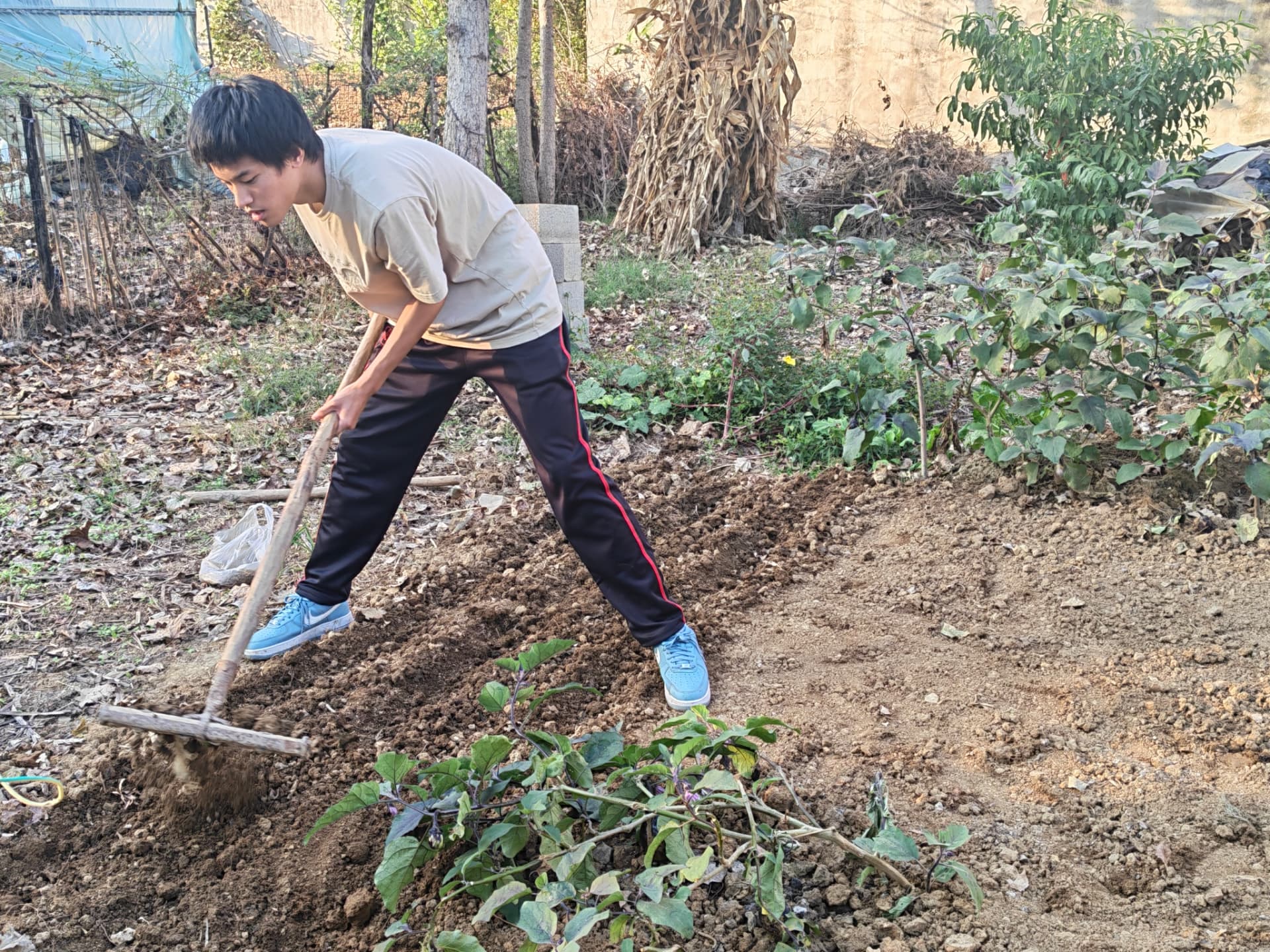 Daniel raking freshly turned soil in the family vegetable plot