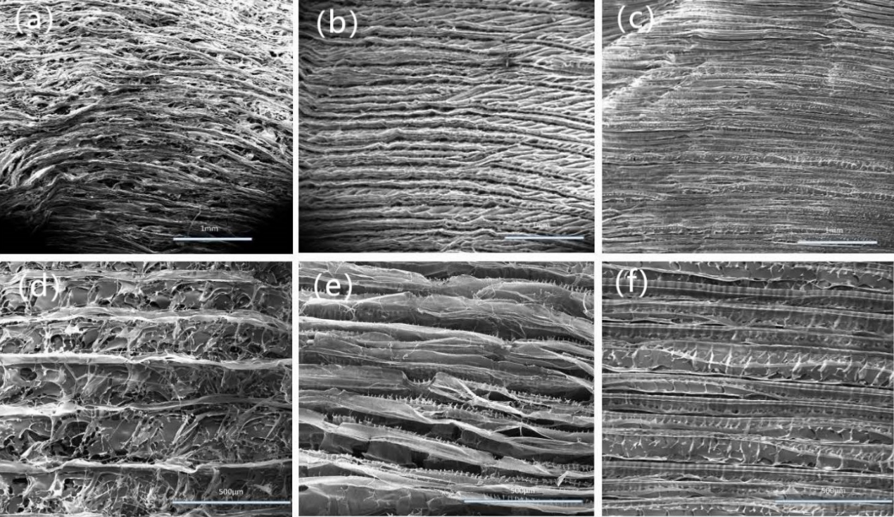 SEM micrographs showing layered nanowire growth morphology at different magnifications