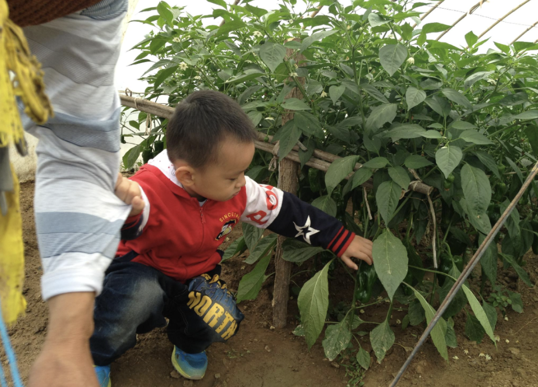 Young Daniel touching a seedling