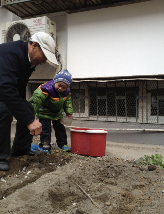 Young Daniel watering the vegetable plot
